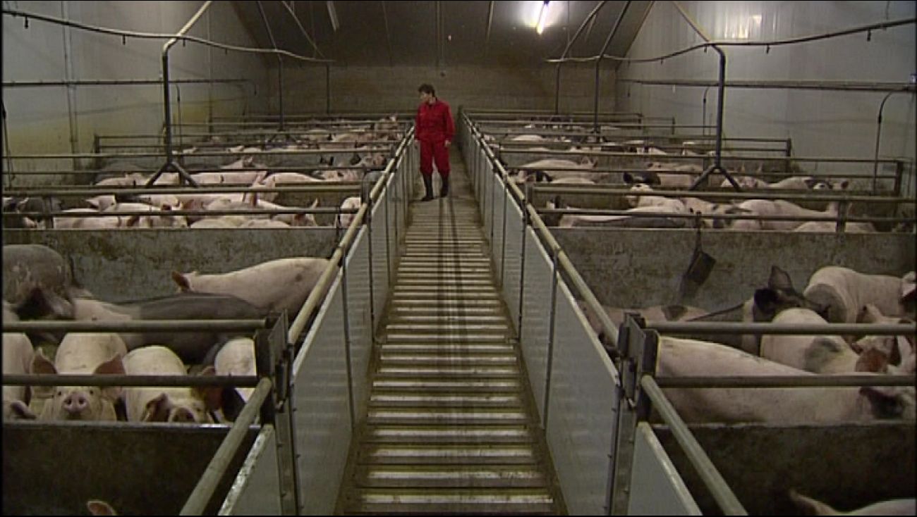 24 Flevoland Livestock Farmers Seek Government Buyout