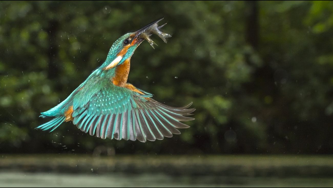 Omroep Flevoland – Information – Former Zeewolde land depot ought to grow to be a paradise for kingfishers