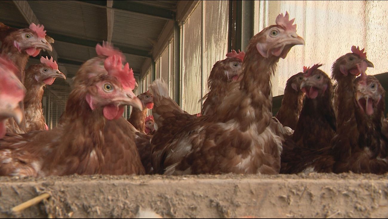 Trials of Vaccinating Chickens Against Bird Flu: Potential Solution for Poultry Farmers