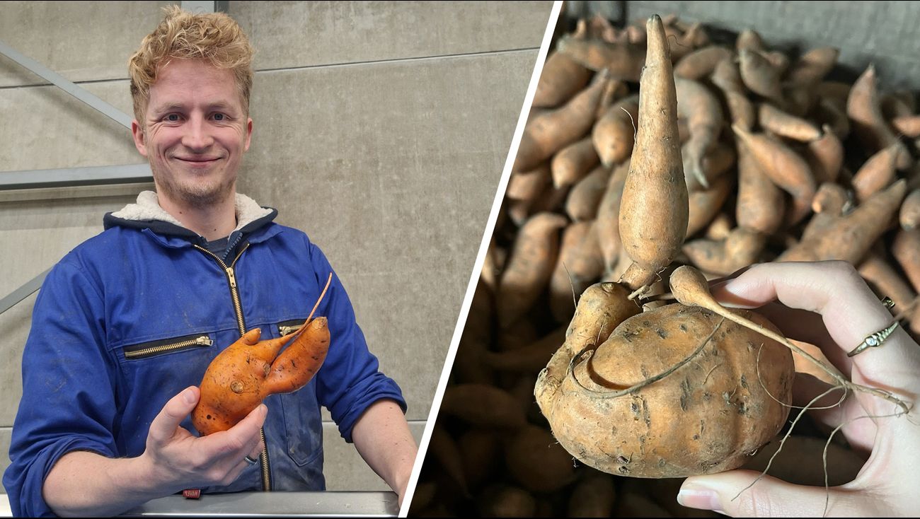 50,000 Kilos of Sweet Potatoes in Espel Need Buyer: Polder Boys Struggling to Sell Misshapen Produce